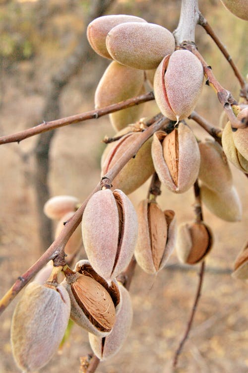 Ořechy mandle pro každý den